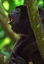 howler